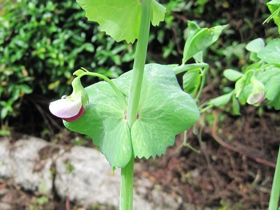 花が咲いたけど。。