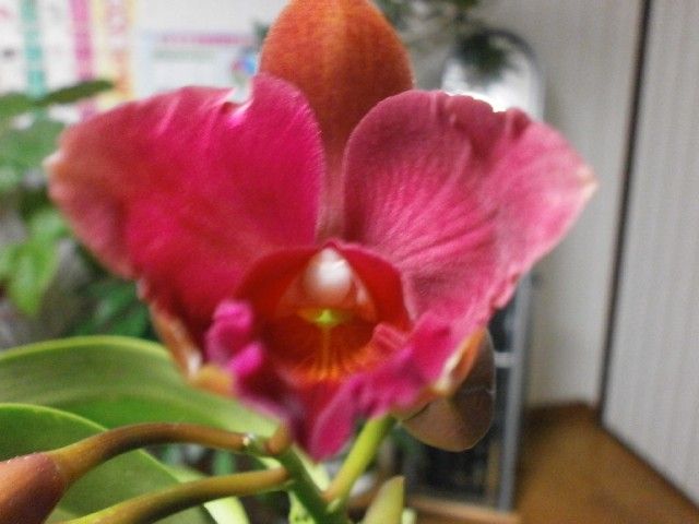 Ctt.Sunrise Doll‘Aeka Venus’