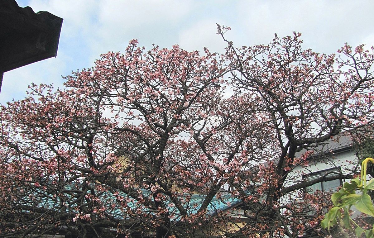 梅も咲いたし桜も咲いた