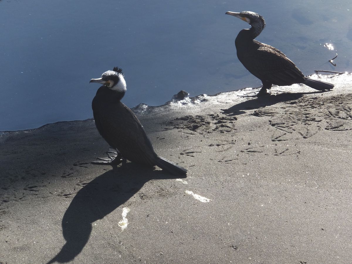 引地川の鳥たち