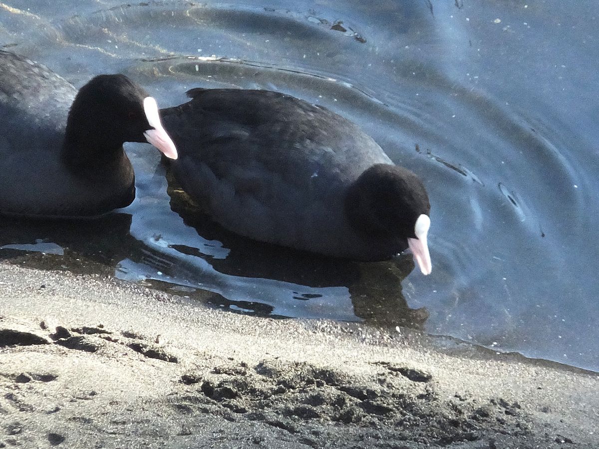 引地川の鳥たち