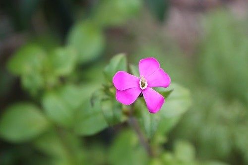 ピンクの花大中小