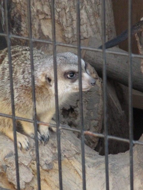 夢見る丘の動物園・3