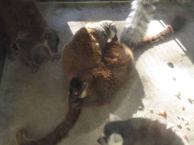 夢見る丘の動物園・3