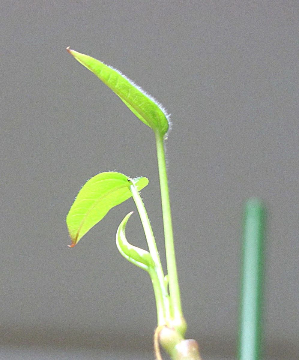 復活のお花見