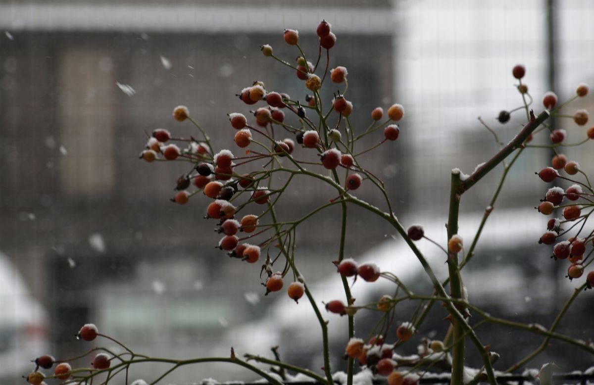 昨夜からの雪