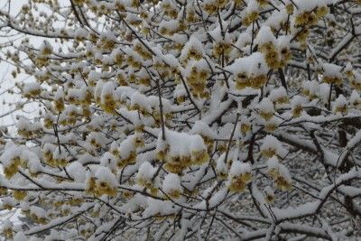 雪でした