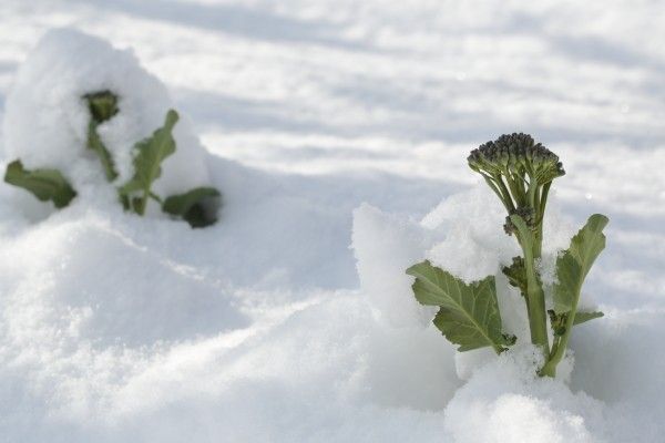 天気予報通り雪になったよ