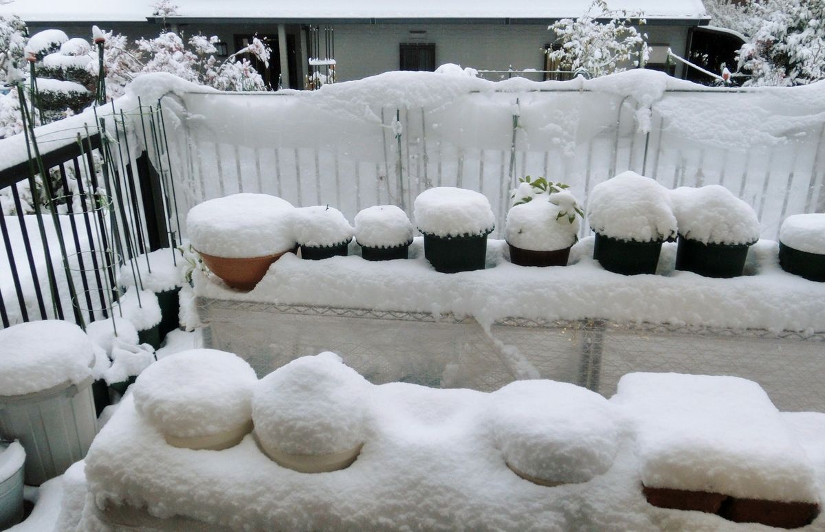 雪が積もりました[i:4]