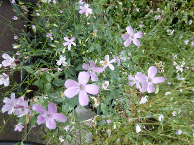 ギボウシに花芽