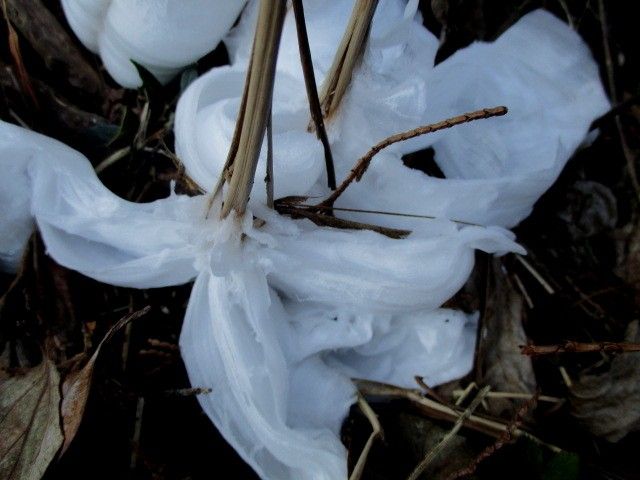 シモバシラの霜柱の芸術