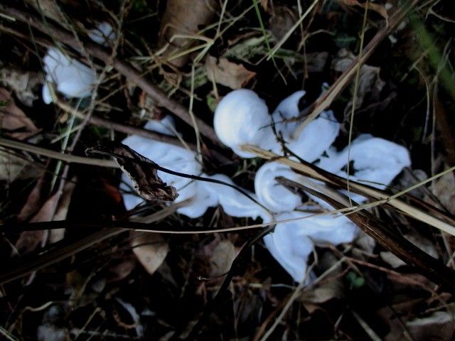 シモバシラの霜柱の芸術