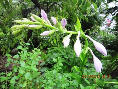 花と暮らす３００日