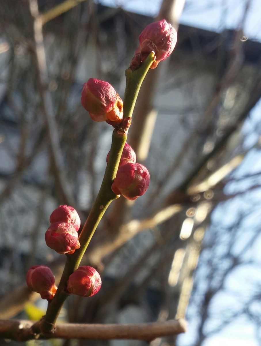 蕾が凍ったら🌸フリーズドライ？