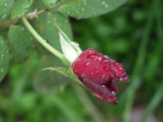 ミニバラ事情と二番花