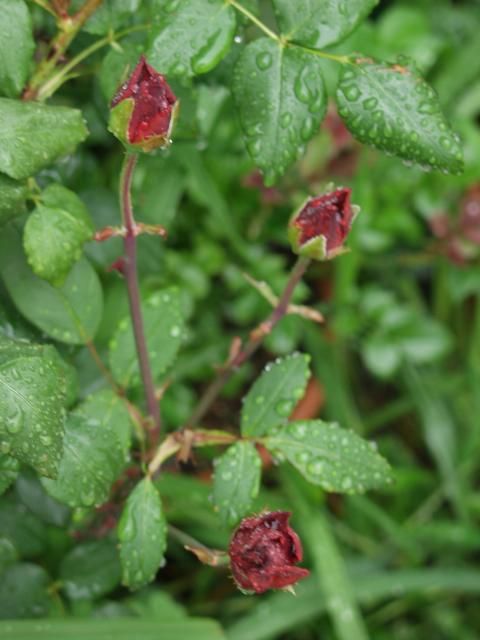 ミニバラ事情と二番花