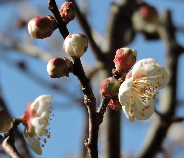 梅も桜も咲き始めました。