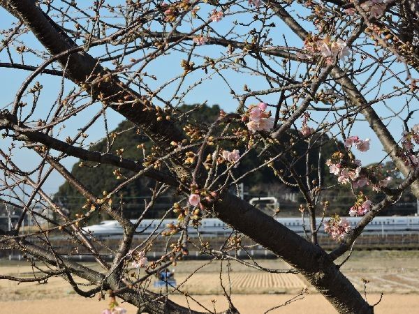 梅も桜も咲き始めました。