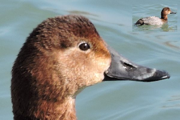 カメラテスト野鳥編