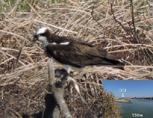 カメラテスト野鳥編