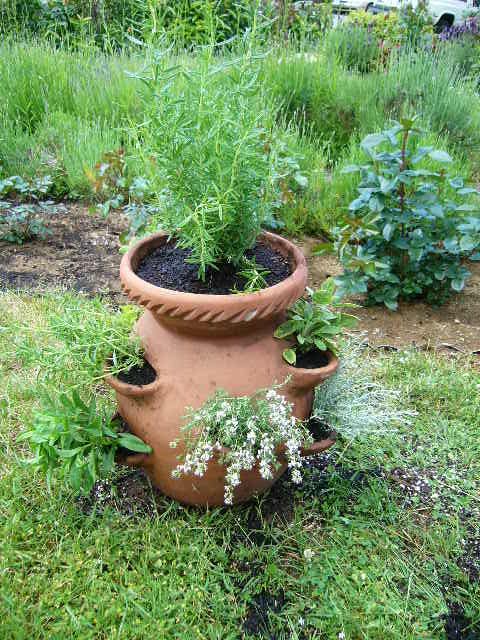 ハーブの寄せ植えと赤ちゃんバラ