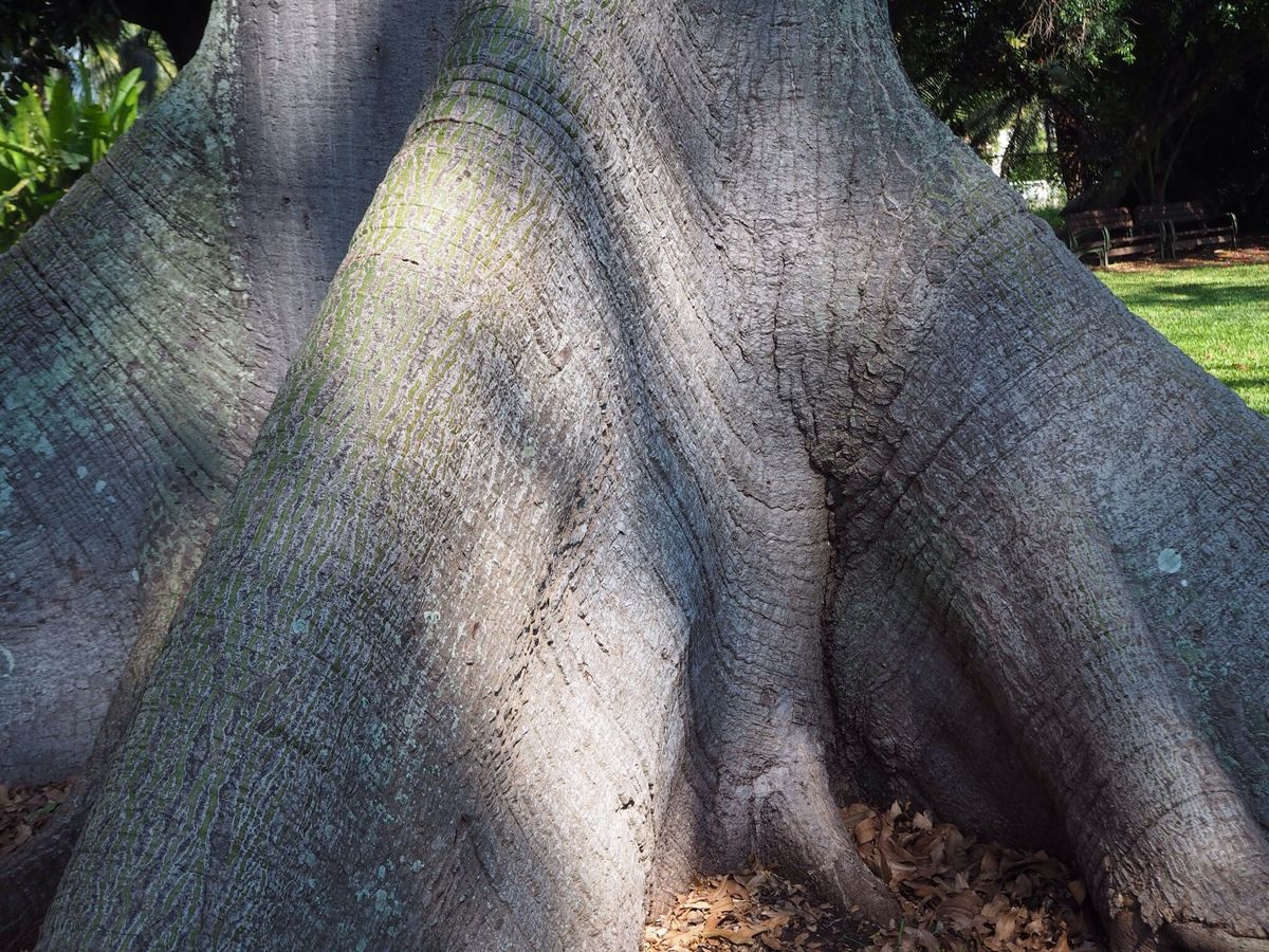 趣味園的 アロハ通信7  植物園 樹木編