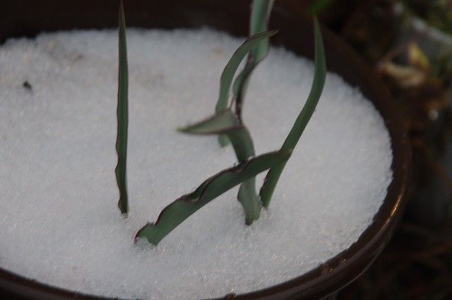 2回目の雪景色