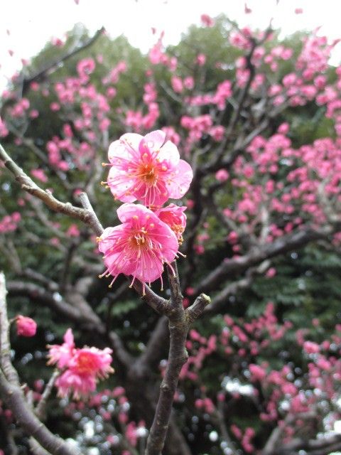 春を探しに、大船植物園へ。