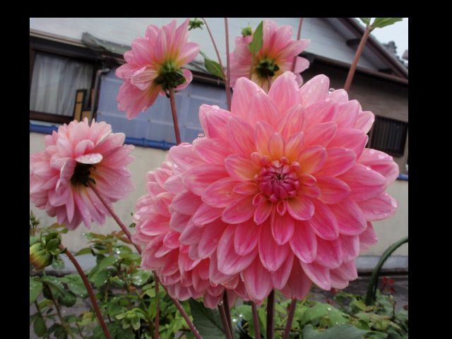 オレガノと花菖蒲。