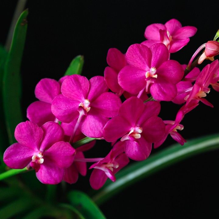 Vanda Peggy Foo 'DP'