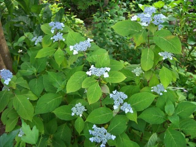 挿し木苗からの開花！