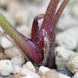 小苗君の植え替えまで・・・