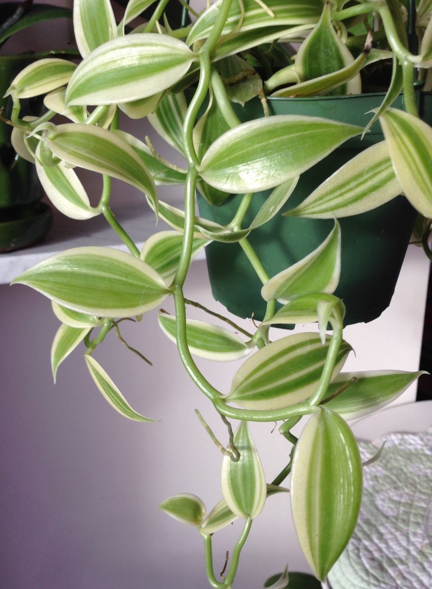 Vanilla planifolia