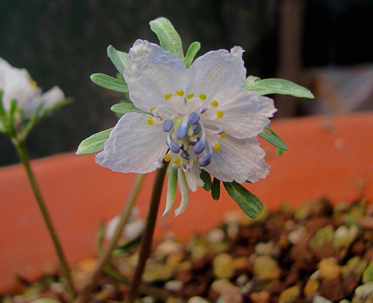 春の花が