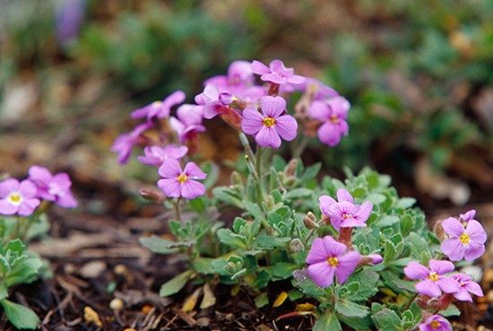 【植物図鑑】オーブリエタなど4種類の情報追加