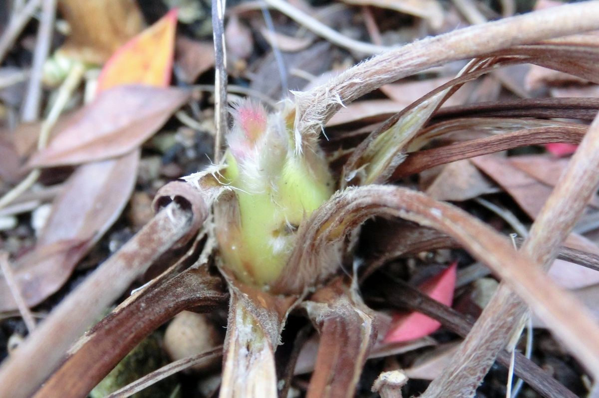 もしゃもしゃの新芽