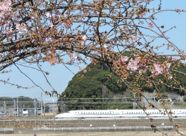 河津桜の季節