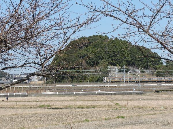 河津桜の季節