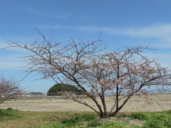 河津桜の季節