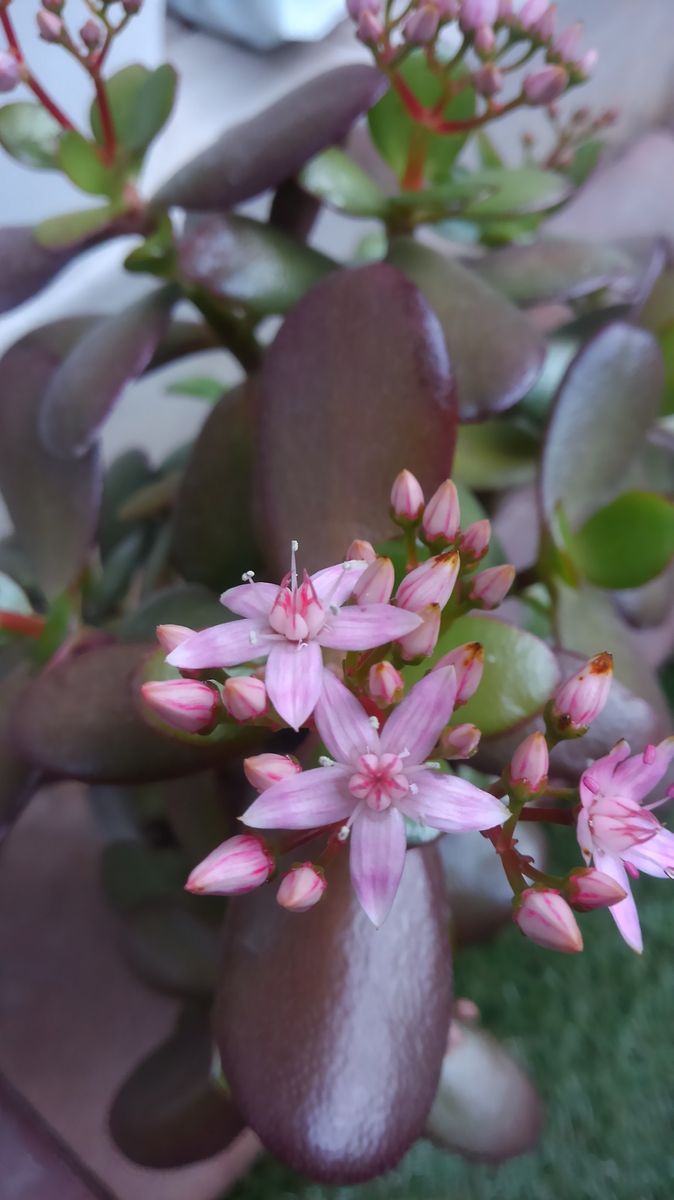 ☆京都花月☆