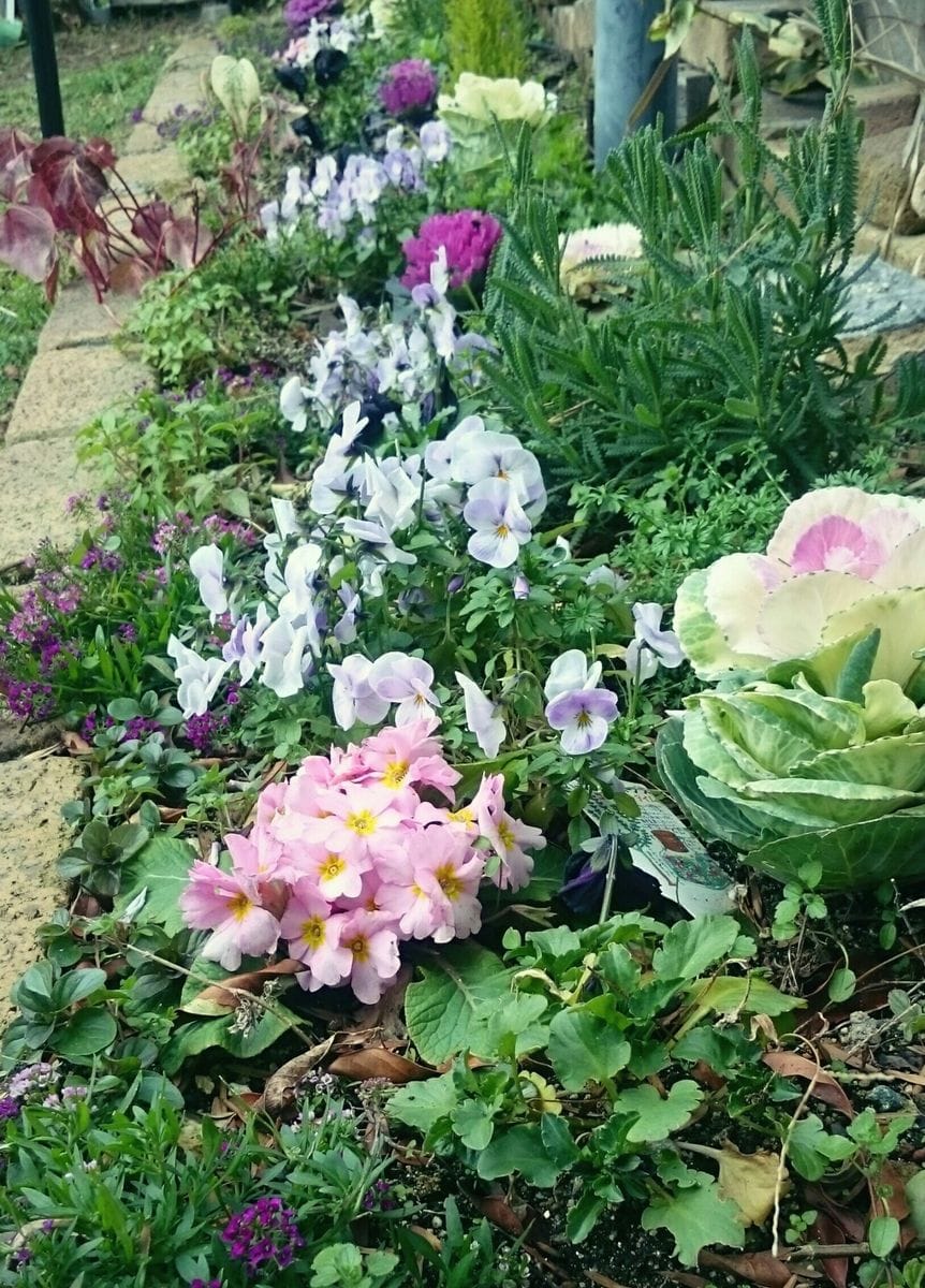 花壇のお花・多肉