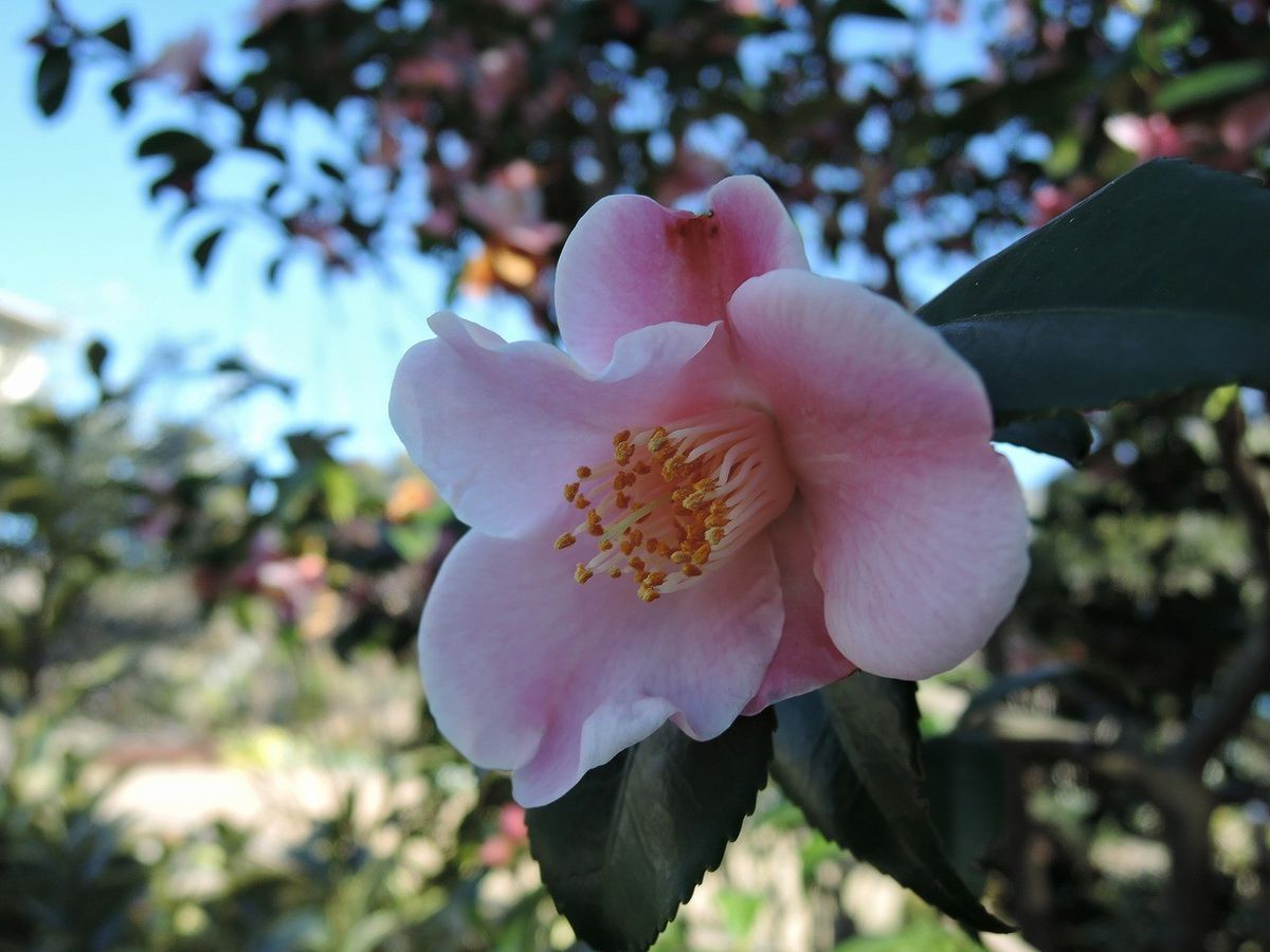 春の花木