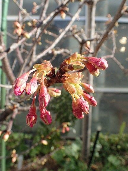 河津桜　開花