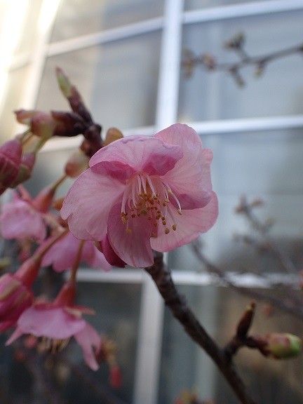 河津桜　開花