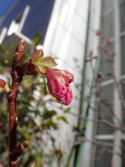 河津桜　開花