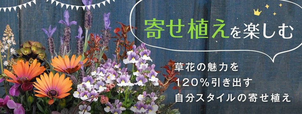 寄せ植えのポイントがわかる特集ページを公開しました！