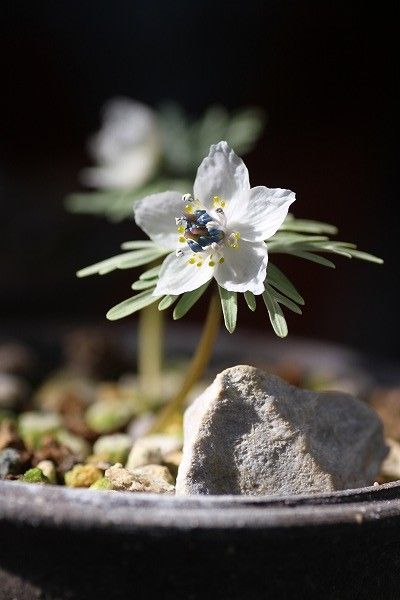 節分草　と　福寿草「秩父紅」