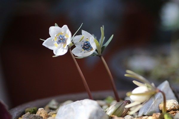 節分草　と　福寿草「秩父紅」