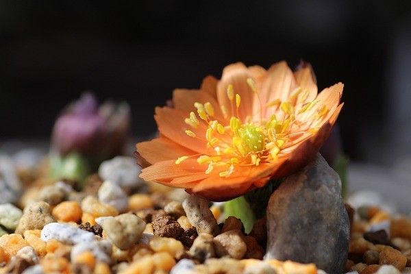 節分草　と　福寿草「秩父紅」