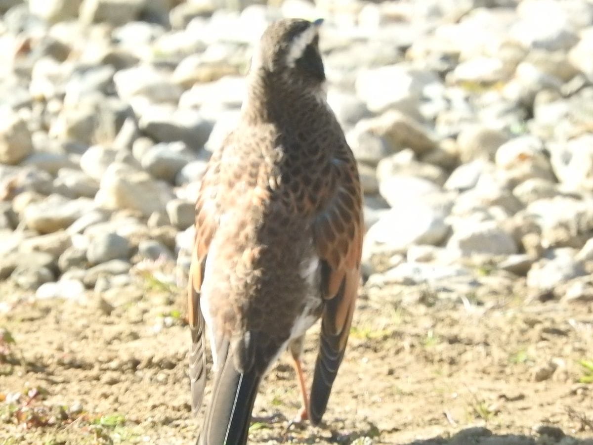 ペンギン型ツグミ